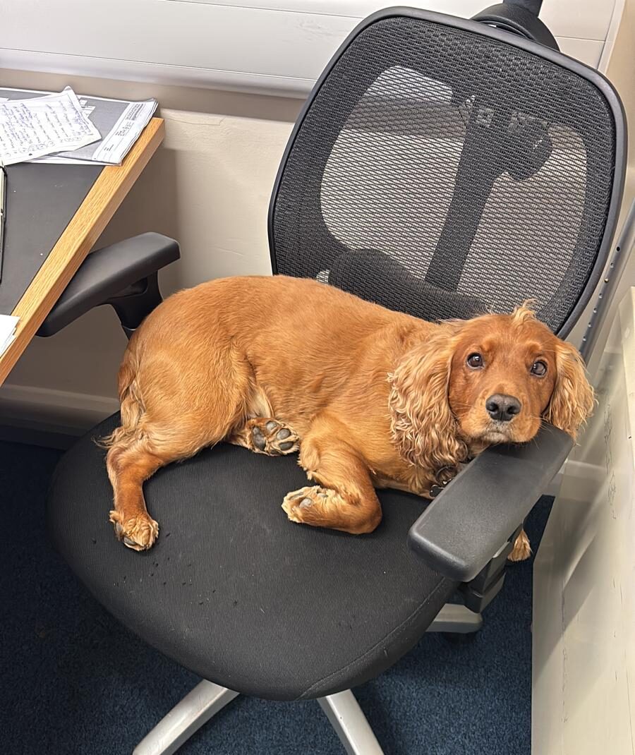 Buddy on office chair