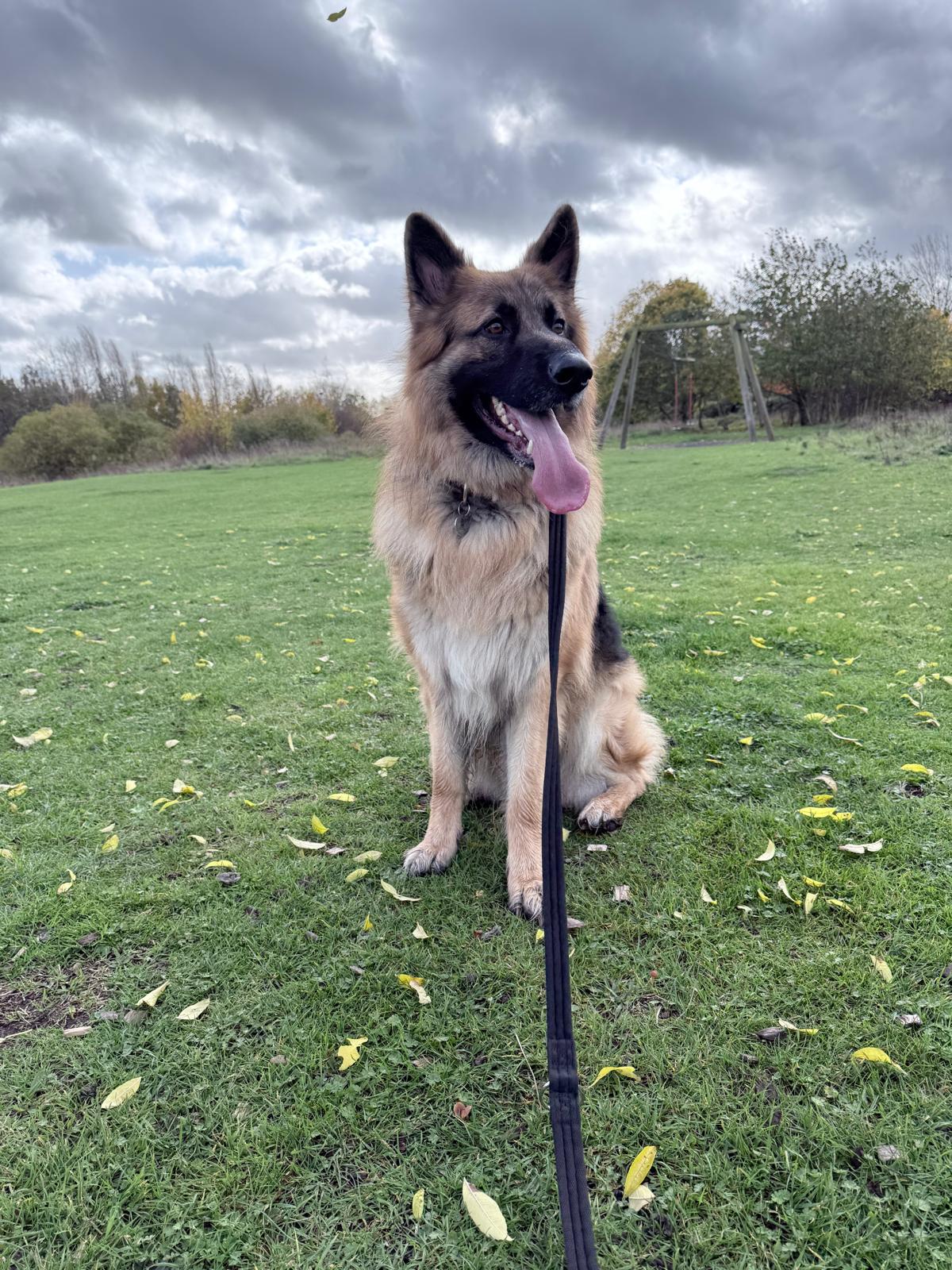 Hugo German Shepherd