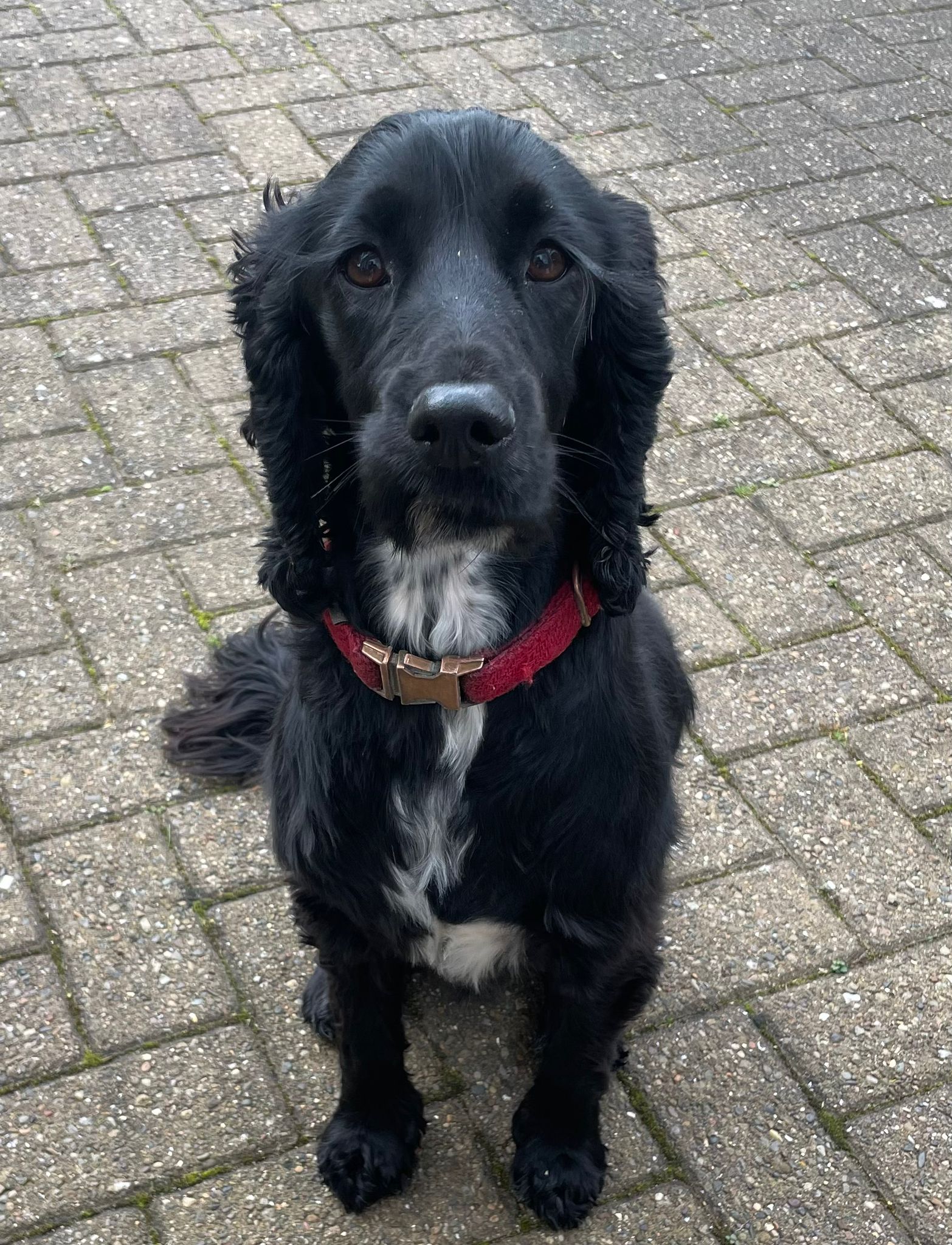 Pooley the Cocker Spaniel