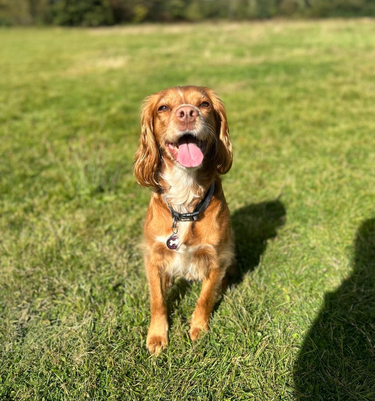 Shimmer the Cocker Spaniel