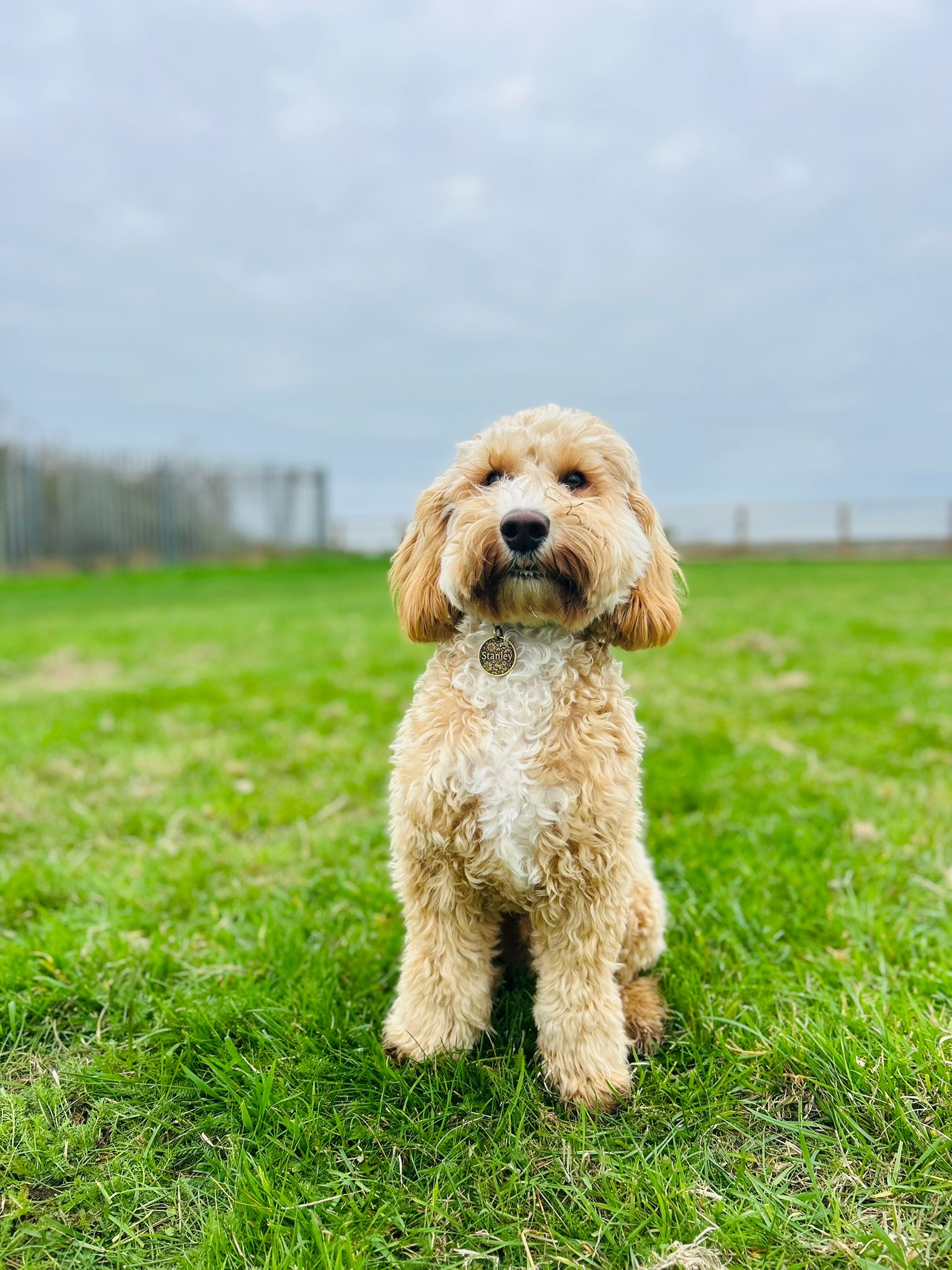 Stanley the Cockerpoo